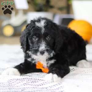 Aiden, Bernedoodle Puppy